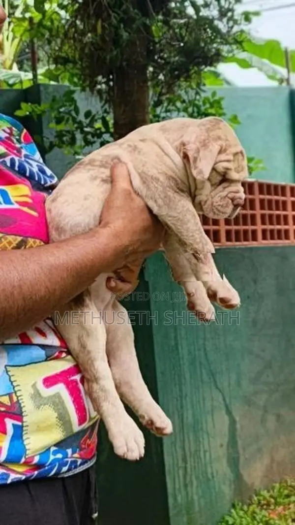 American Bully