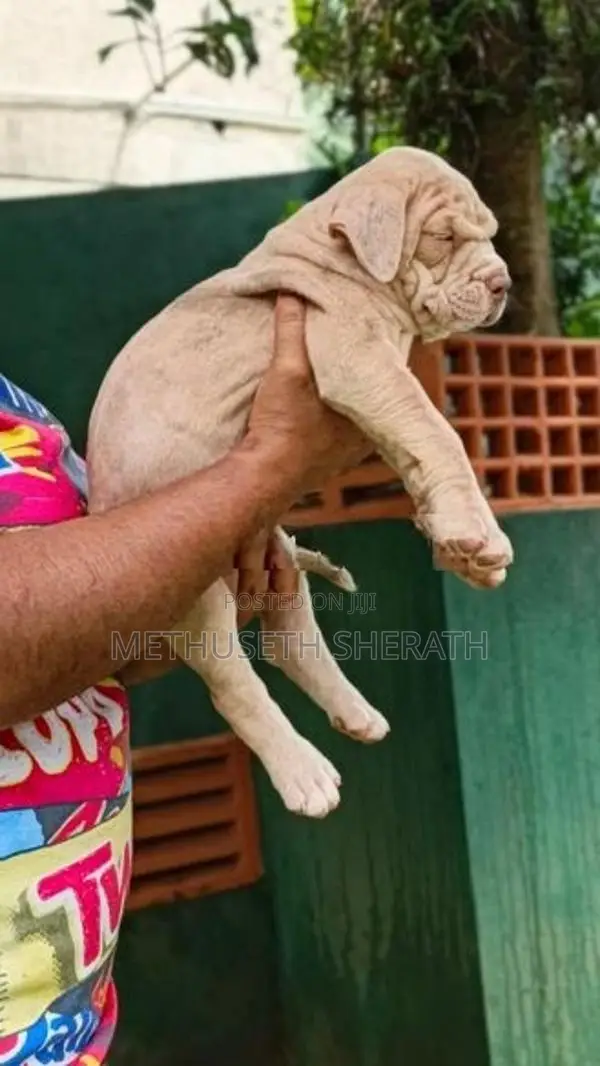 American Bully