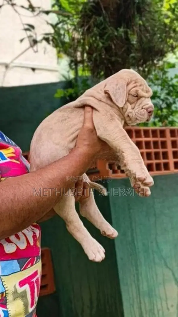 American Bully