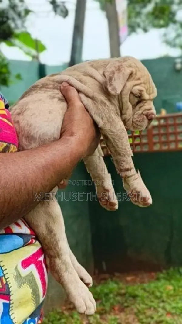 American Bully