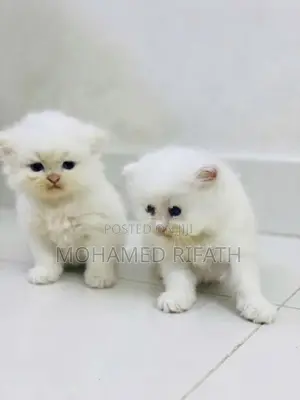 Persian Cats