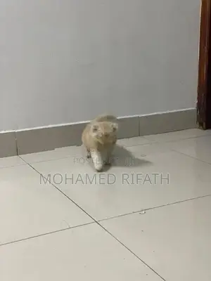 Persian Cats