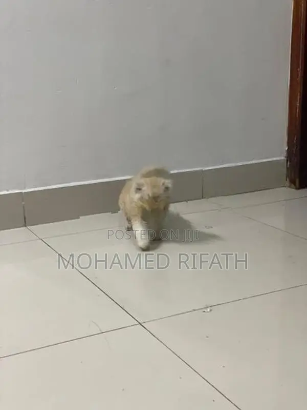 Persian Cats