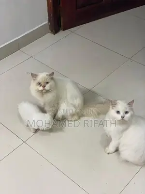 Persian Cats