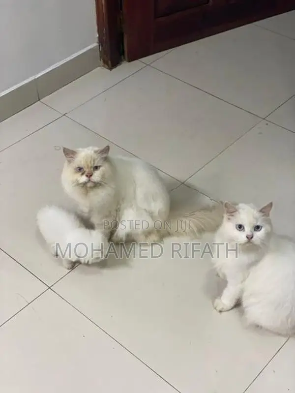 Persian Cats