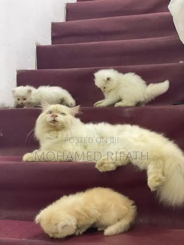 Persian Cats