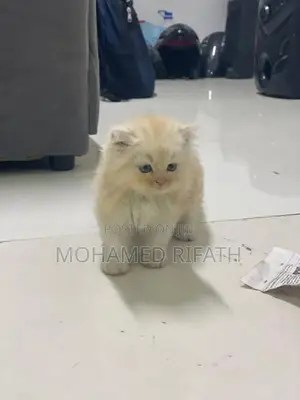 Persian Cats