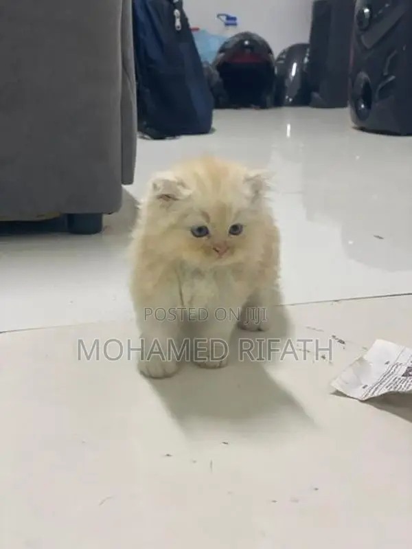Persian Cats
