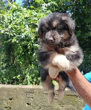 German Sherpherd Puppies