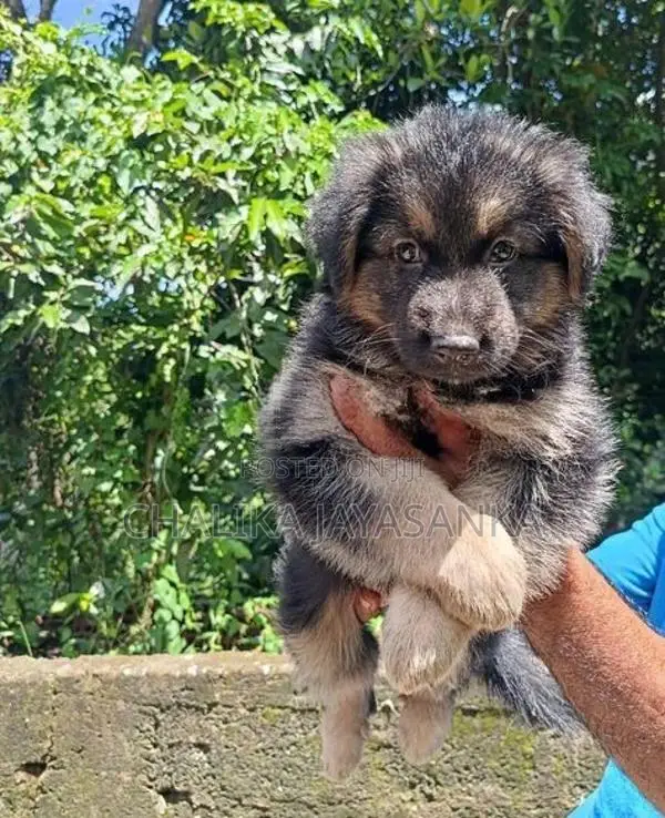 German Sherpherd Puppies