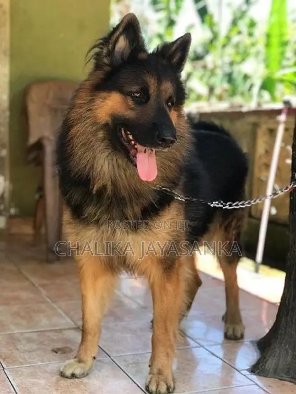 German Sherpherd Puppies