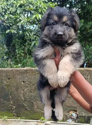 German Sherpherd Puppies