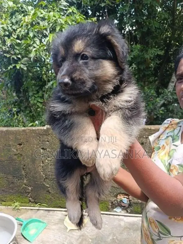 German Sherpherd Puppies