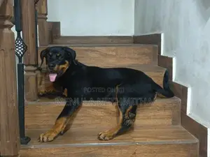 Rottweiler Puppy