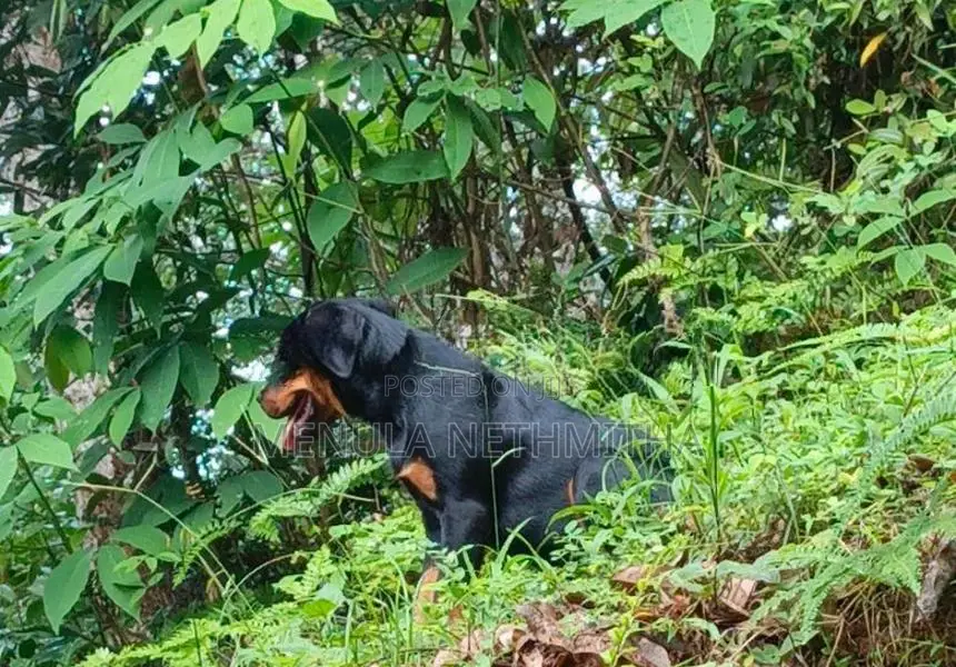 Rottweiler Puppy
