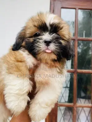 Shitzu Puppy