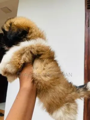 Shitzu Puppy