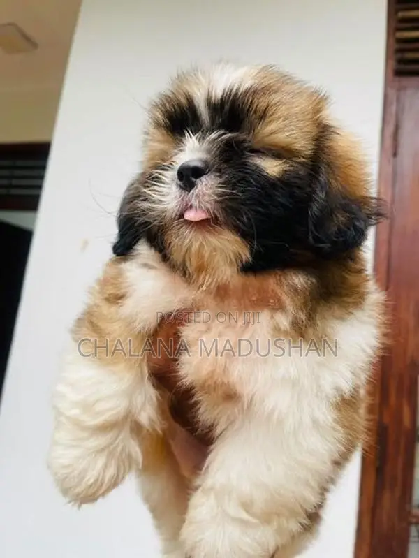 Shitzu Puppy