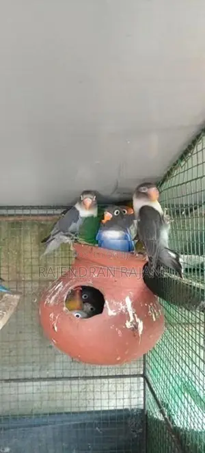 African Birds
