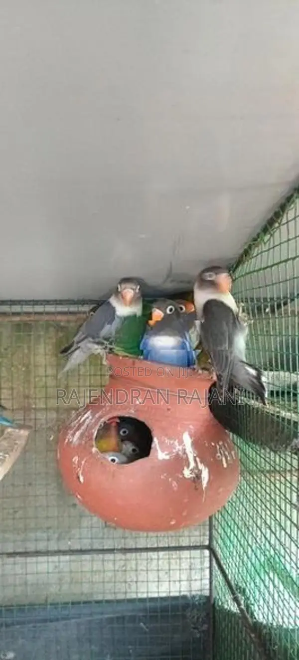 African Birds