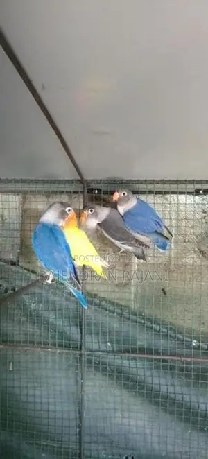 African Birds