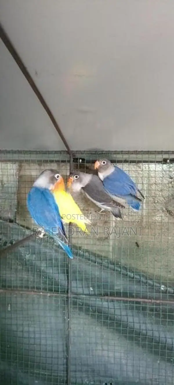 African Birds