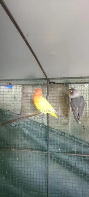 African Birds
