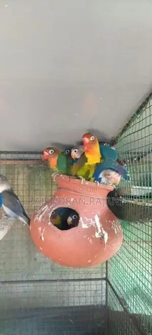 African Birds