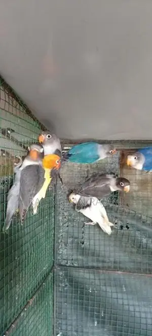 African Birds