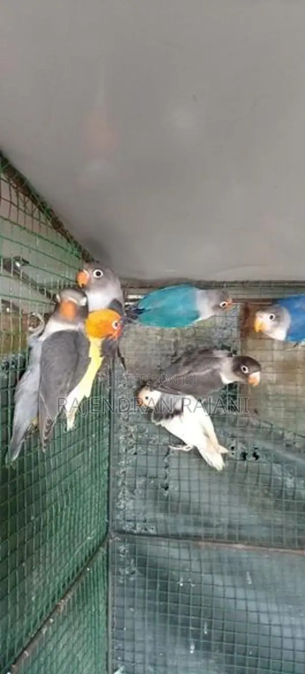 African Birds