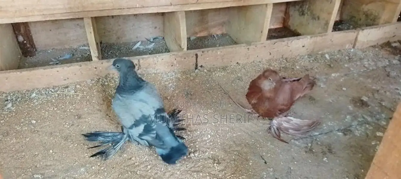 Australian Pigeon