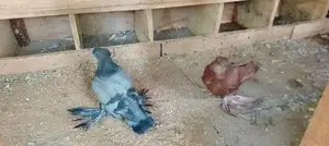 Australian Pigeon