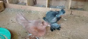 Australian Pigeon