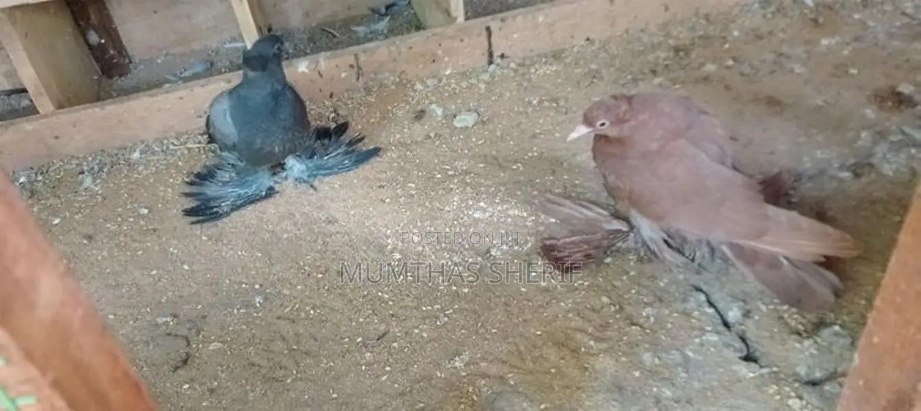 Australian Pigeon