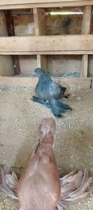 Australian Pigeon