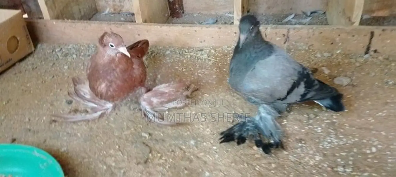 Australian Pigeon
