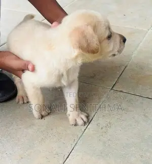 Labrador Puppy