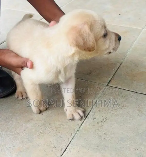Labrador Puppy