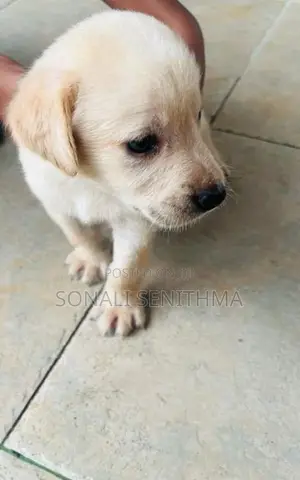 Labrador Puppy