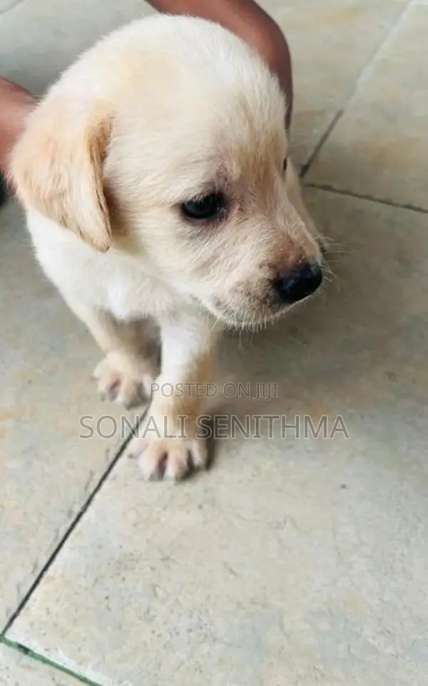 Labrador Puppy