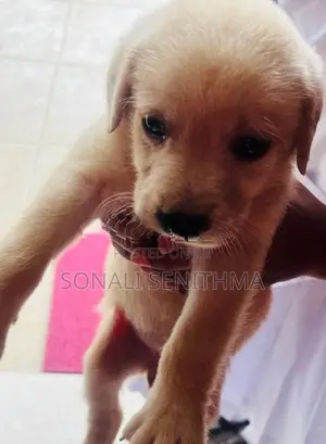 Labrador Puppy