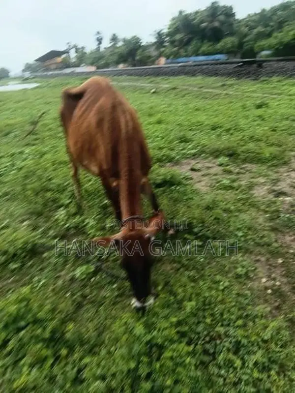 யெசி கன்னி மாடு