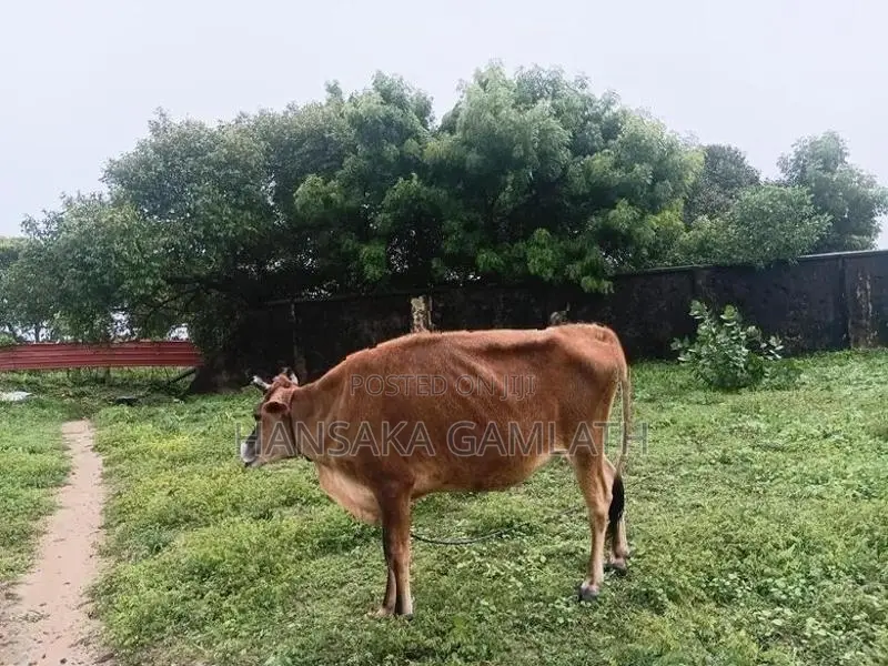 யெசி கன்னி மாடு