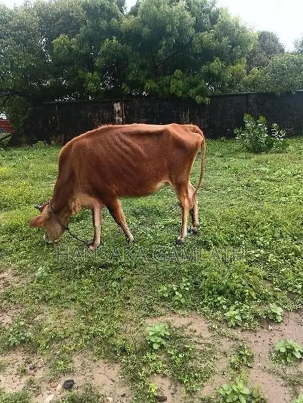 யெசி கன்னி மாடு