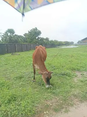 யெசி கன்னி மாடு