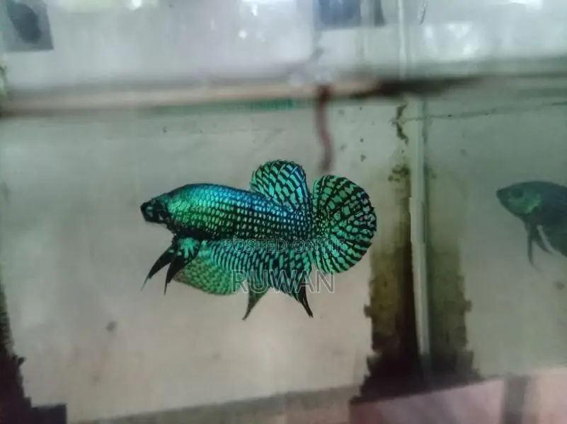Betta Fish