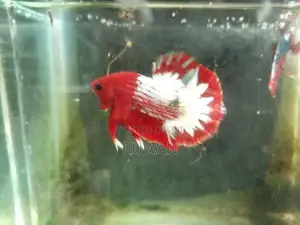Betta Fish