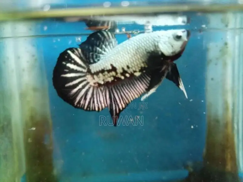 Betta Fish