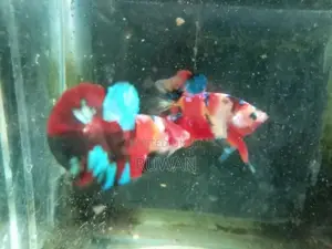 Betta Fish