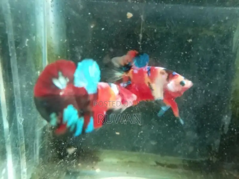 Betta Fish